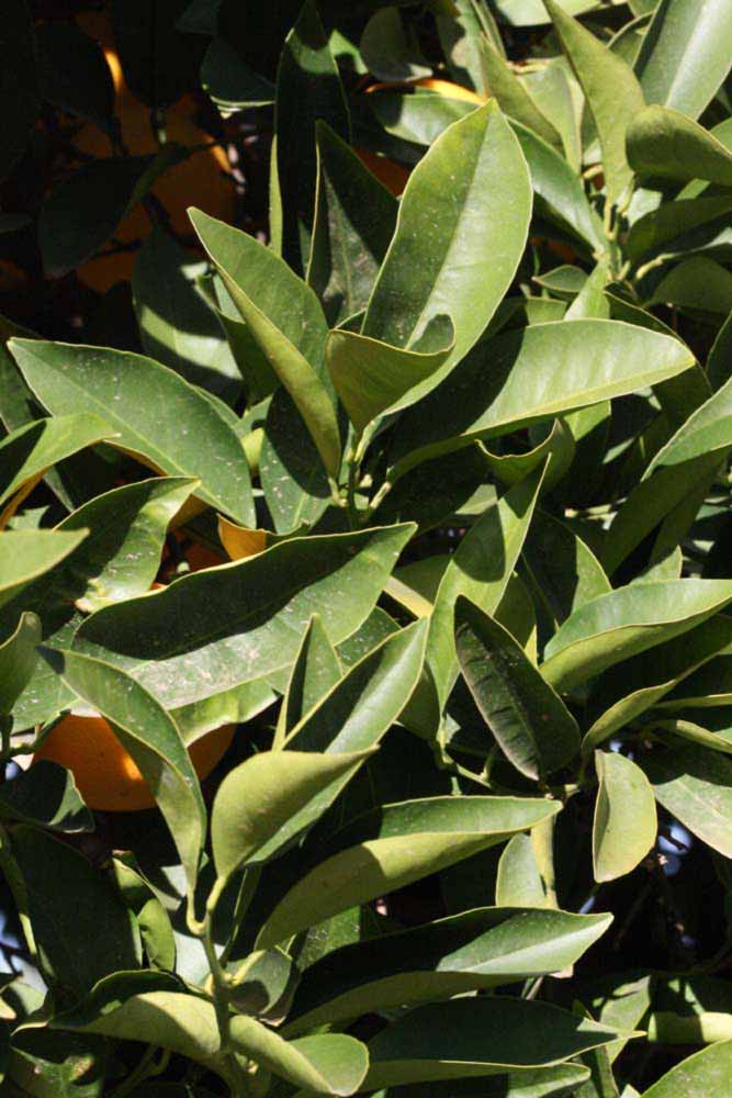            Sun leaves (Blanca Macetera, Riverside, CA)   